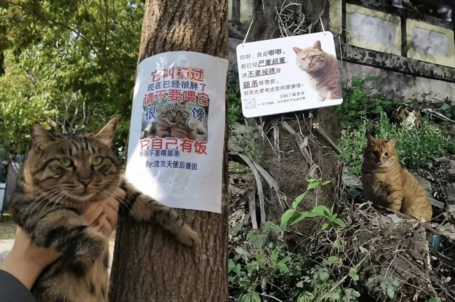 呼籲愛心飼餵限度!流浪喵星人減重計畫引發關注