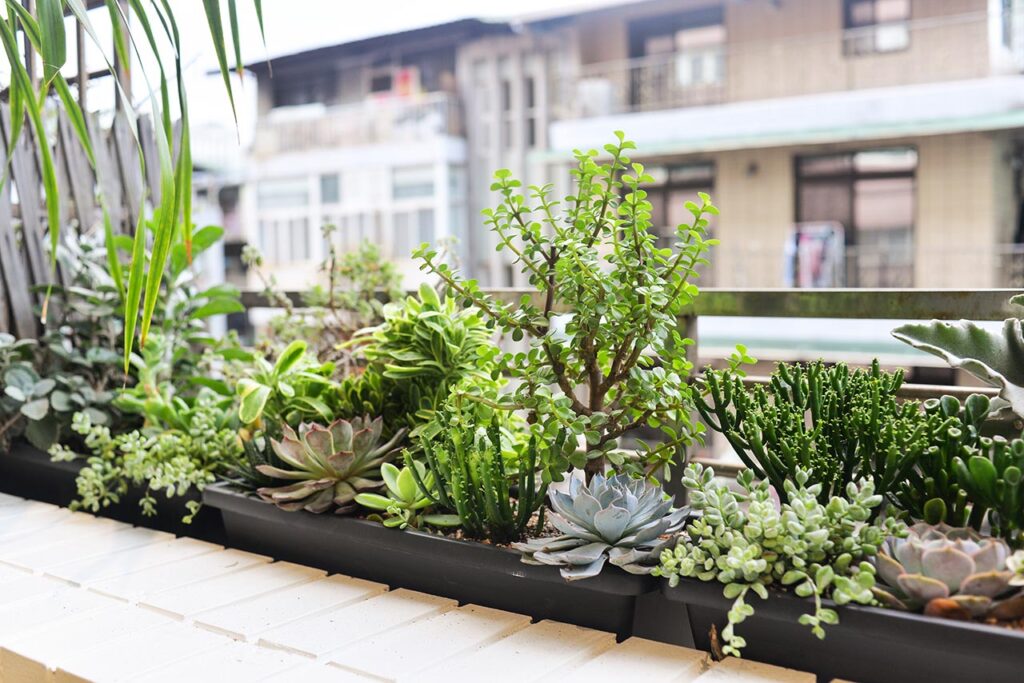 盆栽藝術造景難度高 「樹藝師」年薪收入破百萬